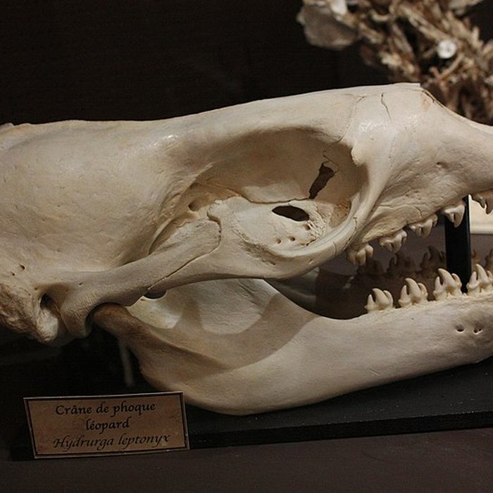 Photo de Museum dHistoire naturelle de Perpignan