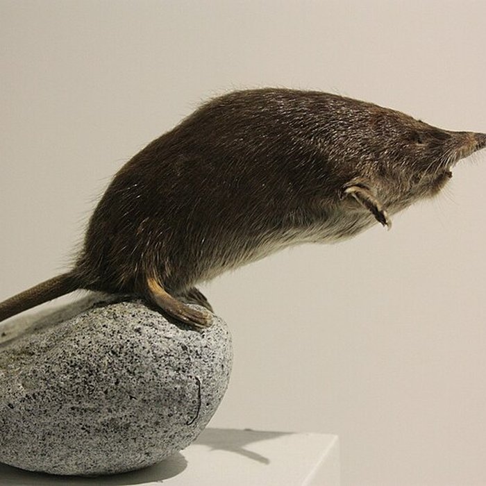 Photo de Museum dHistoire naturelle de Perpignan