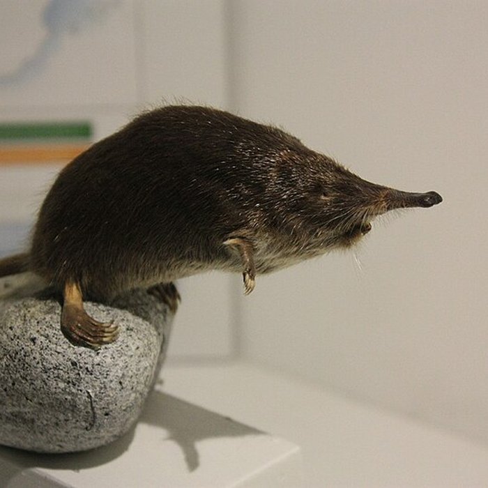 Photo de Museum dHistoire naturelle de Perpignan