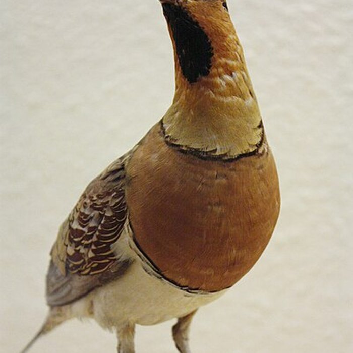 Photo de Museum dHistoire naturelle de Perpignan