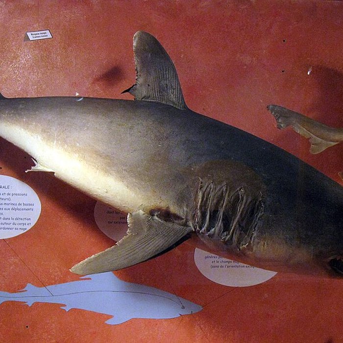 Photo de Museum dHistoire naturelle de Perpignan