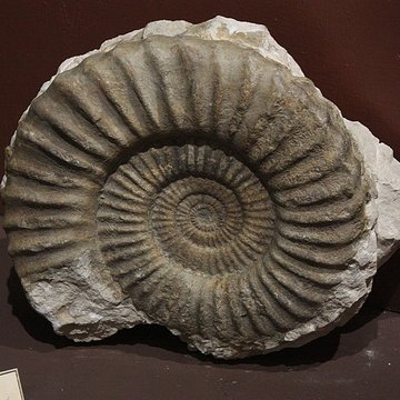 Museum dHistoire naturelle de Perpignan