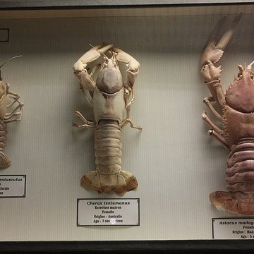 Museum dHistoire naturelle de Perpignan