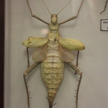 Museum dHistoire naturelle de Perpignan