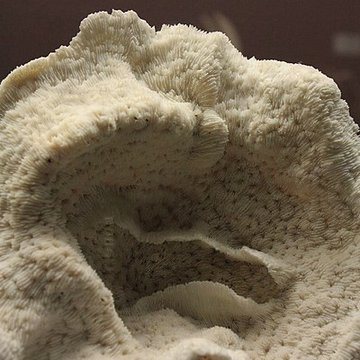 Museum dHistoire naturelle de Perpignan