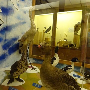 Museum dHistoire naturelle de Perpignan