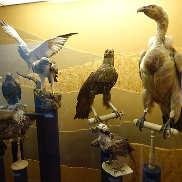 Museum dHistoire naturelle de Perpignan