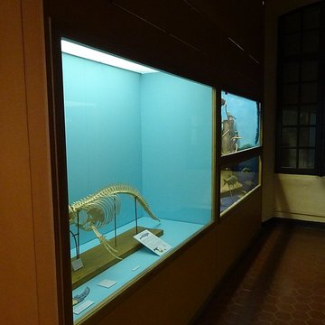 Museum dHistoire naturelle de Perpignan