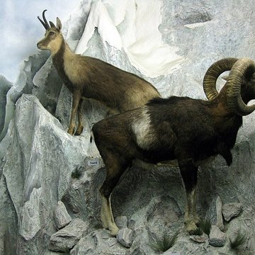 Museum dHistoire naturelle de Perpignan