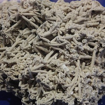 Museum dHistoire naturelle de Perpignan