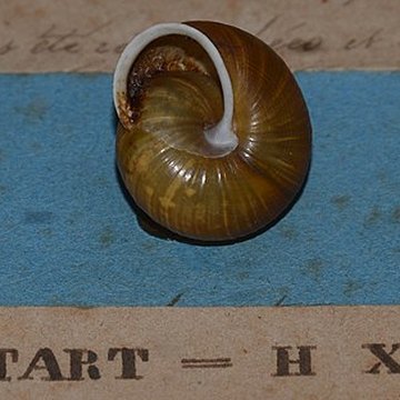 Museum dHistoire naturelle de Perpignan