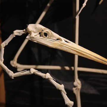 Museum dHistoire naturelle de Perpignan