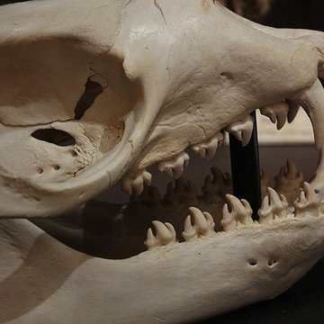 Museum dHistoire naturelle de Perpignan