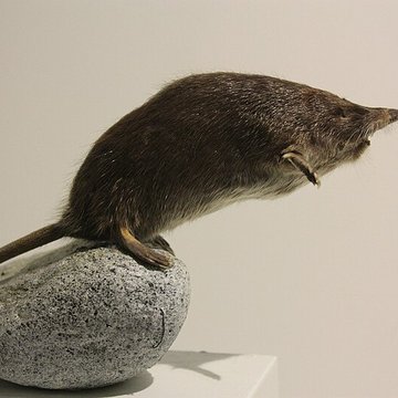 Museum dHistoire naturelle de Perpignan