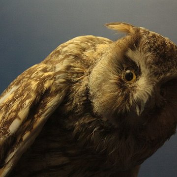 Museum dHistoire naturelle de Perpignan