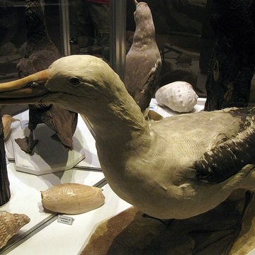 Museum dHistoire naturelle de Perpignan