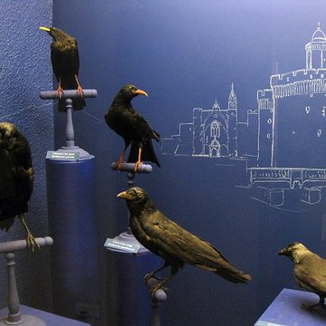 Museum dHistoire naturelle de Perpignan