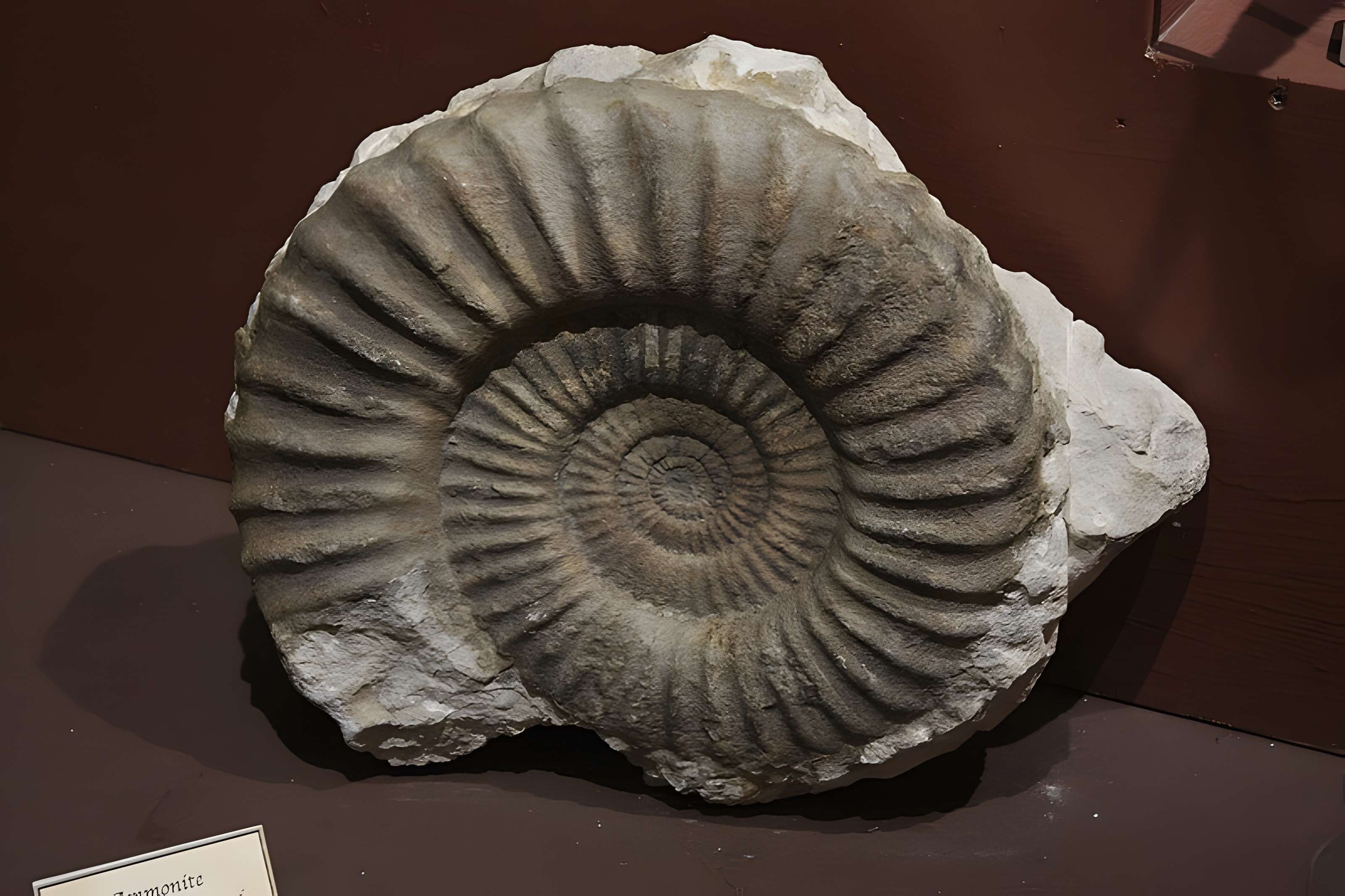 Museum d'Histoire naturelle de Perpignan