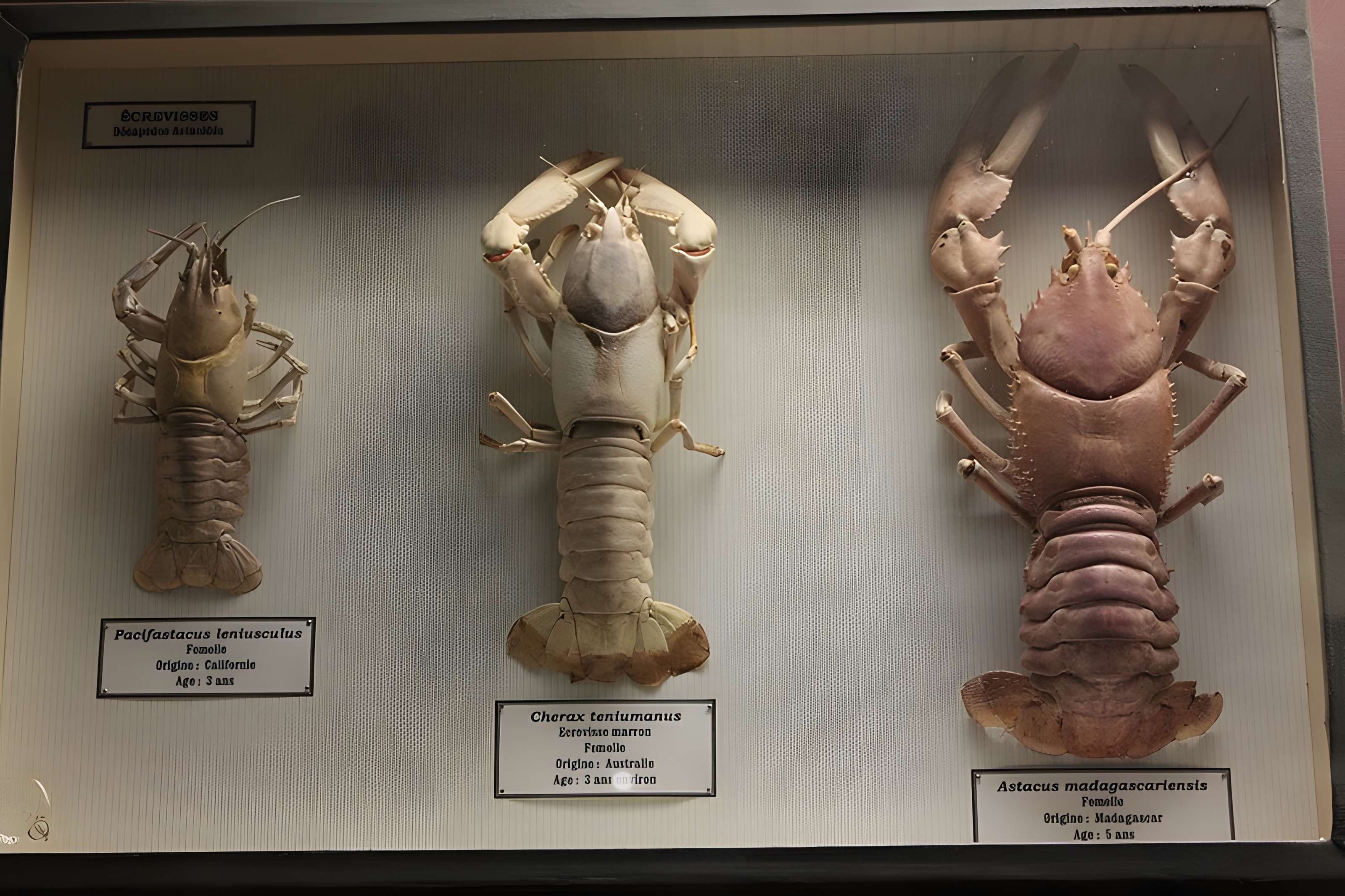 Museum d'Histoire naturelle de Perpignan