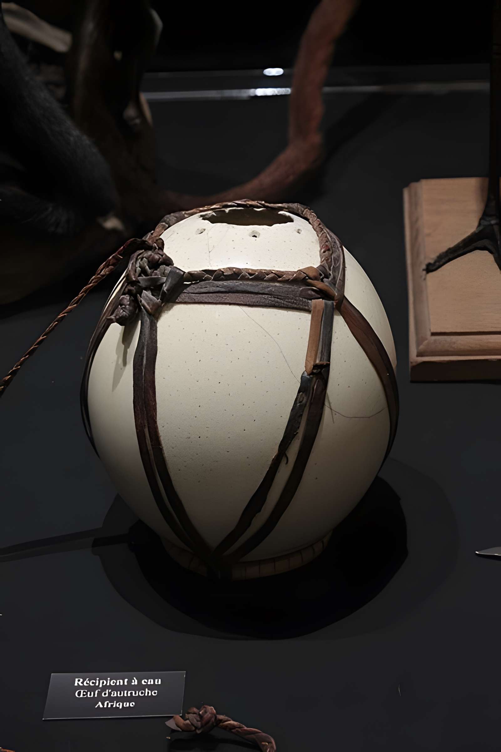 Museum d'Histoire naturelle de Perpignan