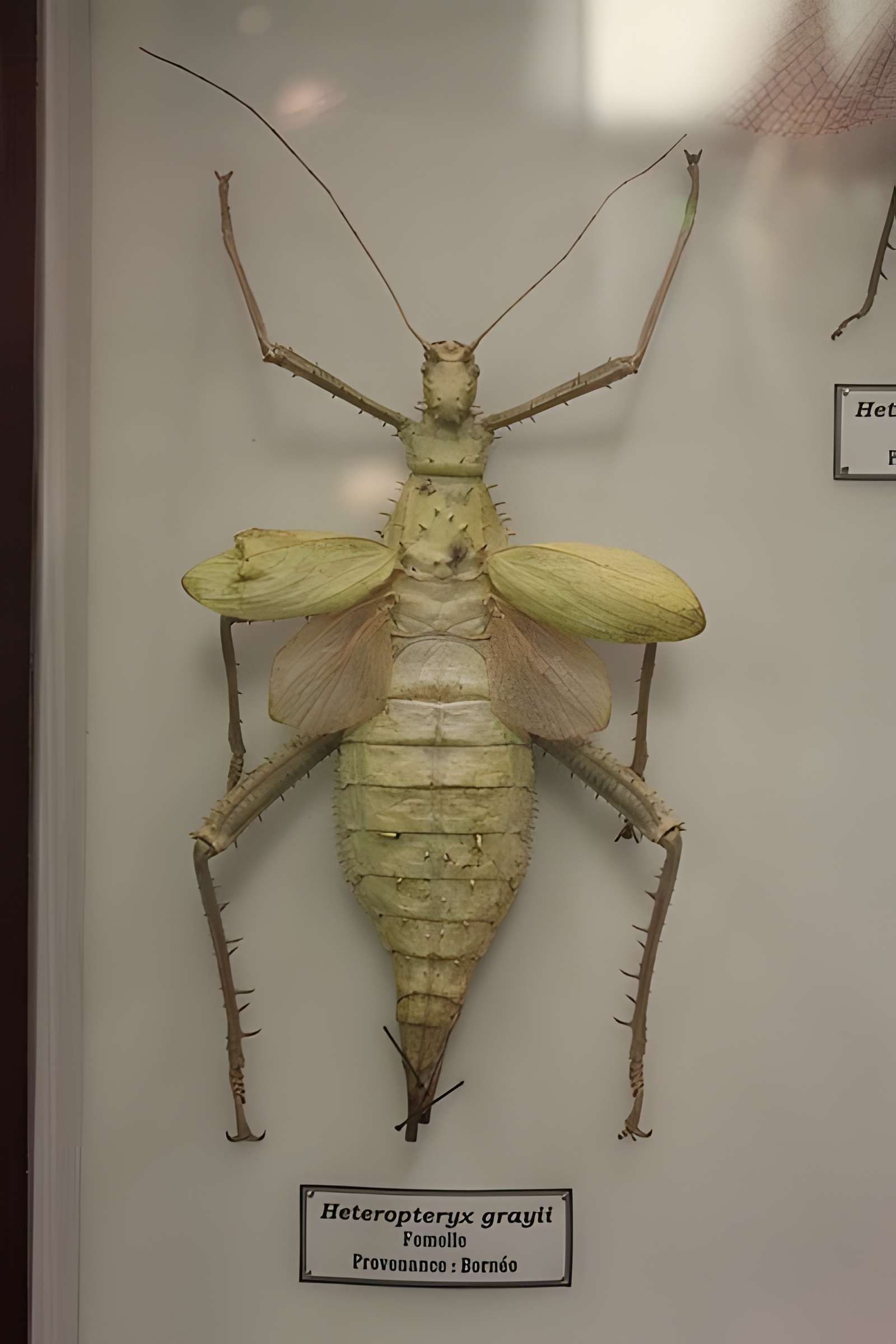 Museum d'Histoire naturelle de Perpignan
