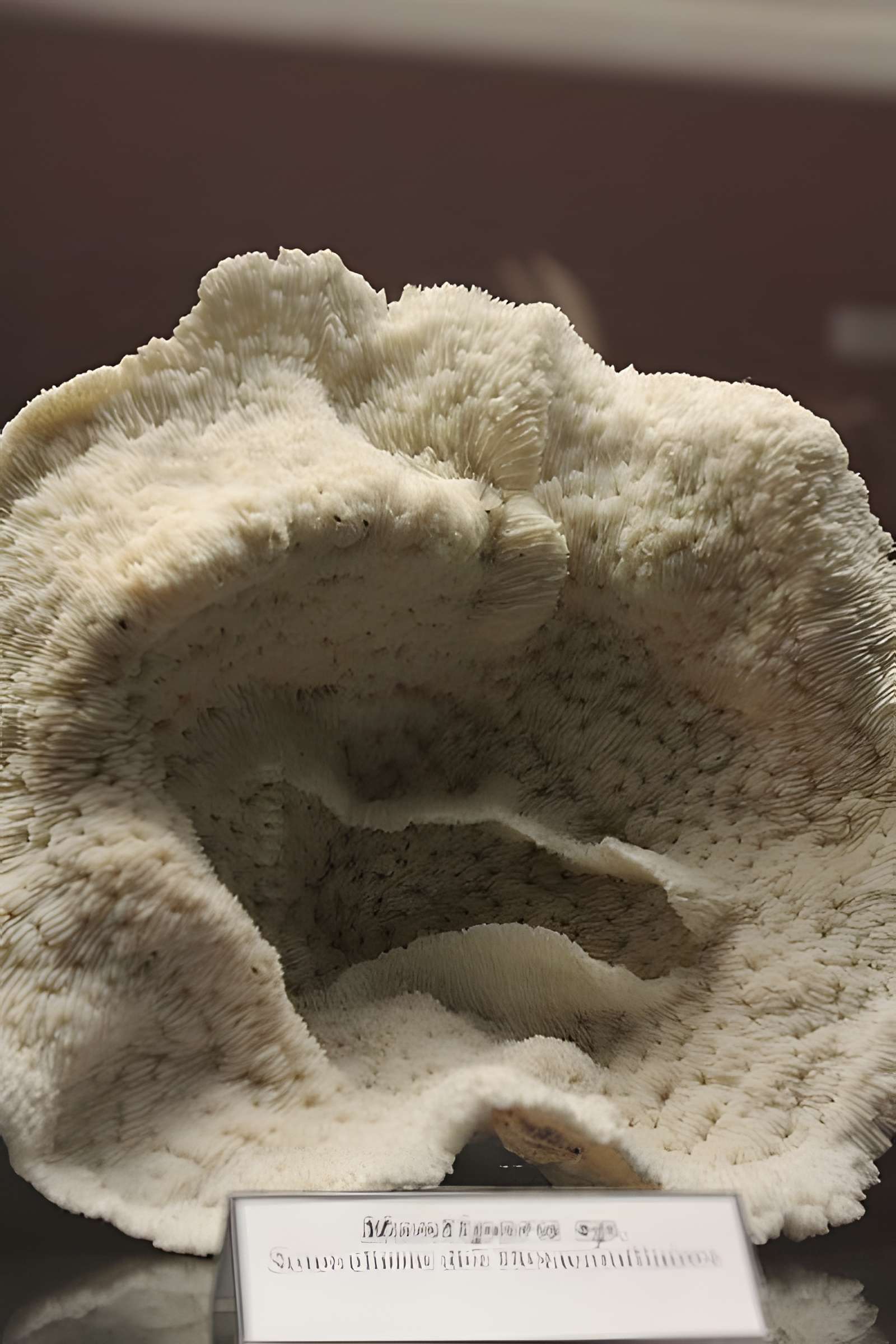 Museum d'Histoire naturelle de Perpignan