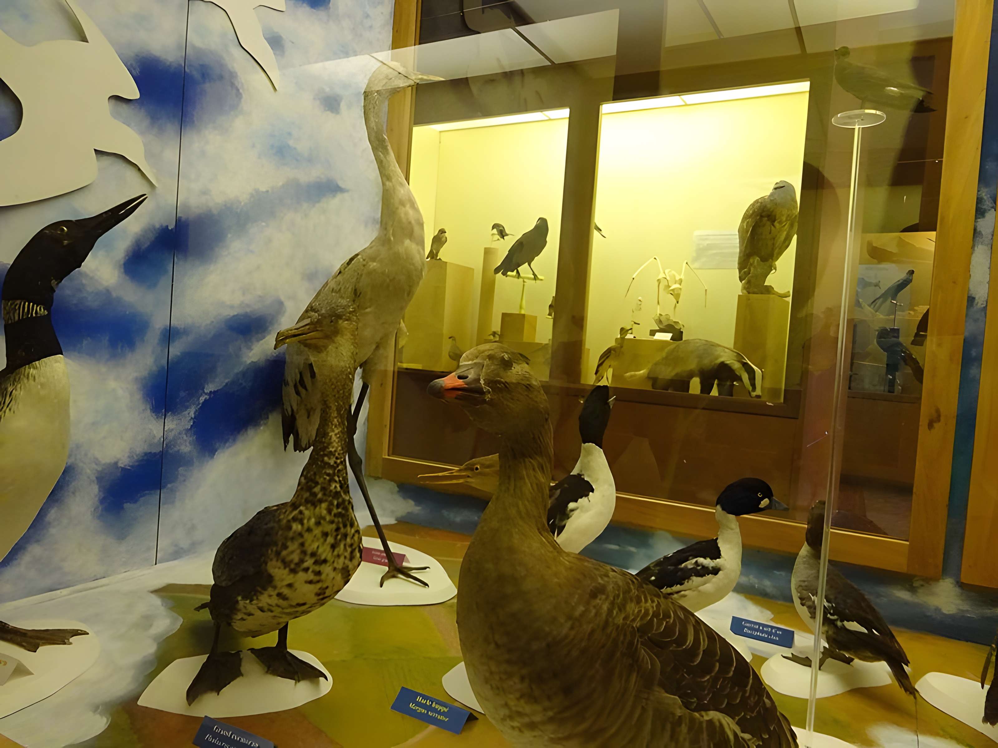 Museum d'Histoire naturelle de Perpignan