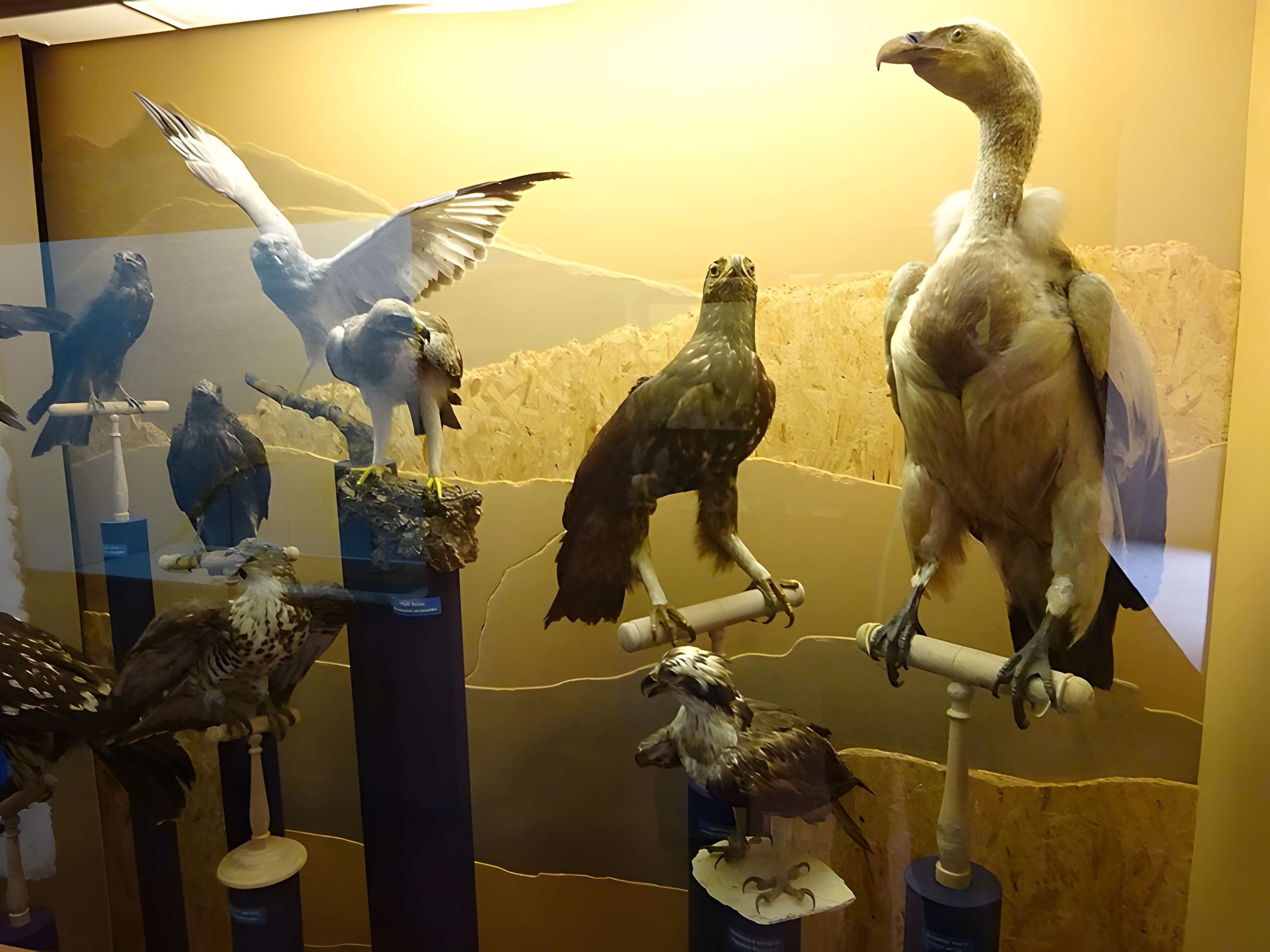 Museum d'Histoire naturelle de Perpignan