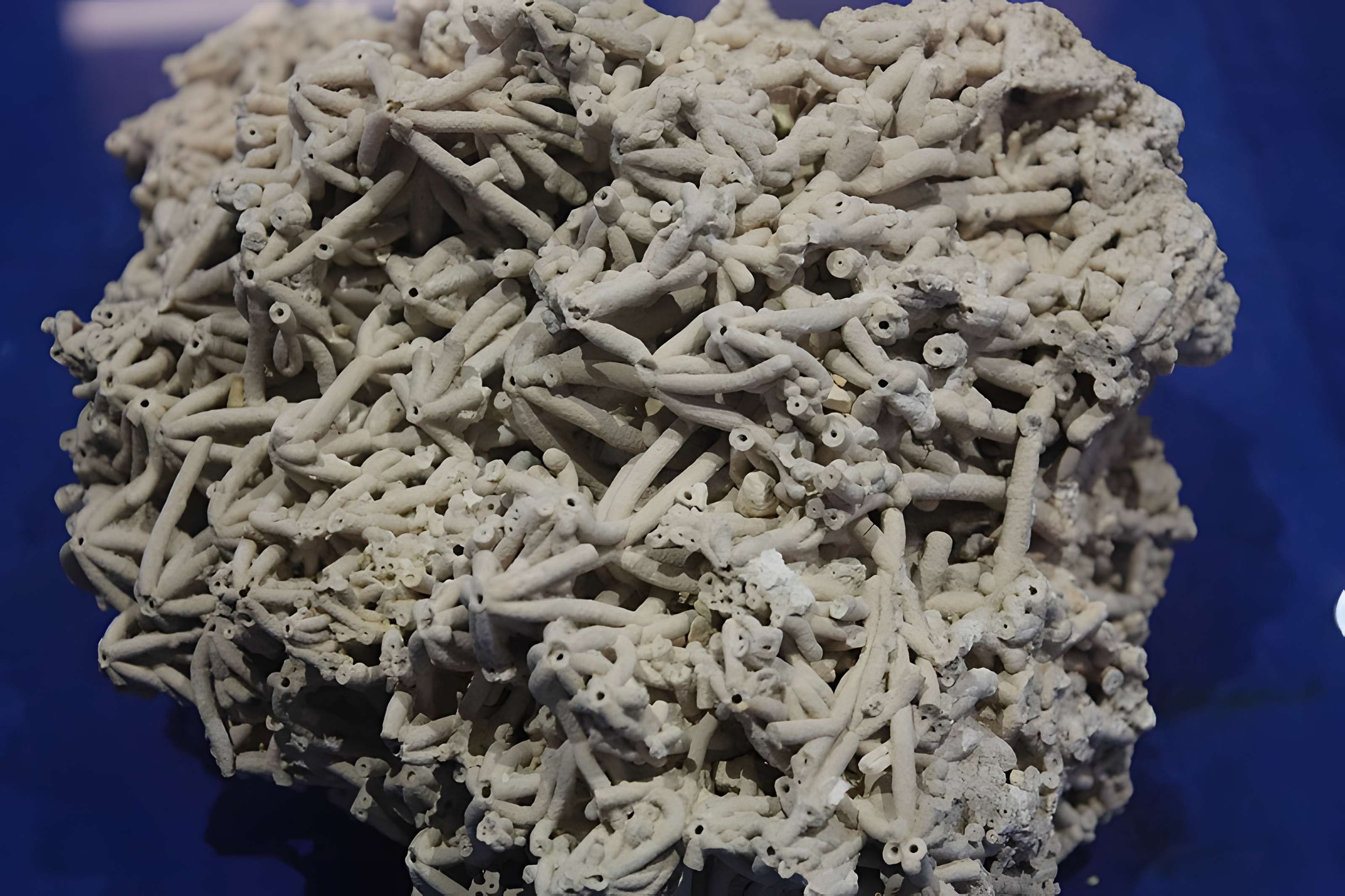 Museum d'Histoire naturelle de Perpignan