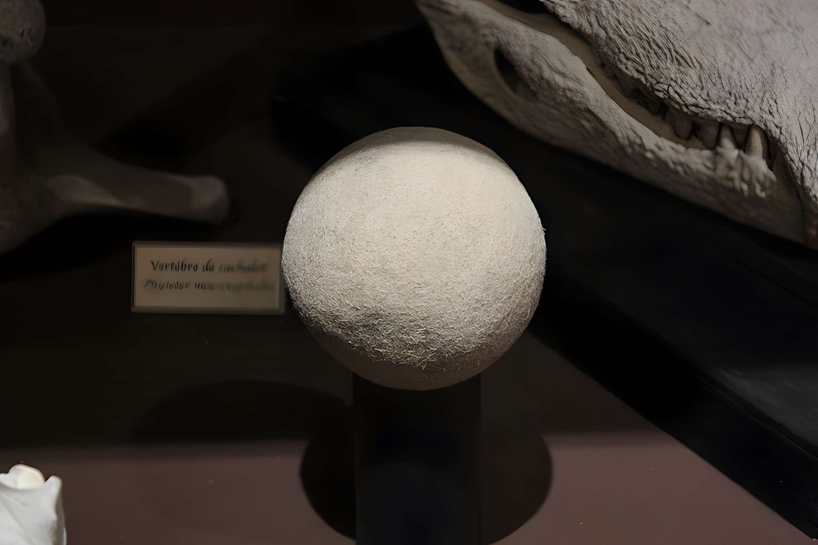 Museum d'Histoire naturelle de Perpignan