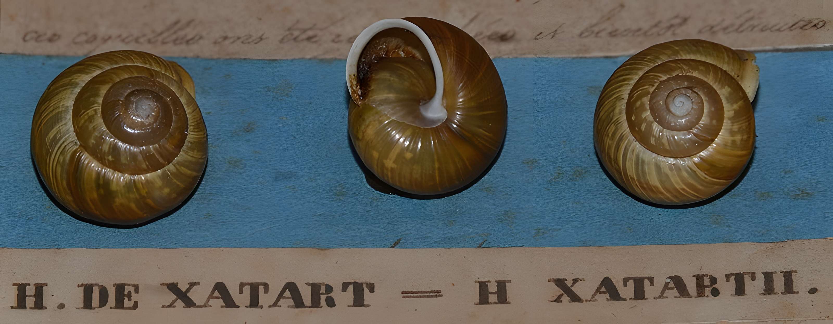 Museum d'Histoire naturelle de Perpignan