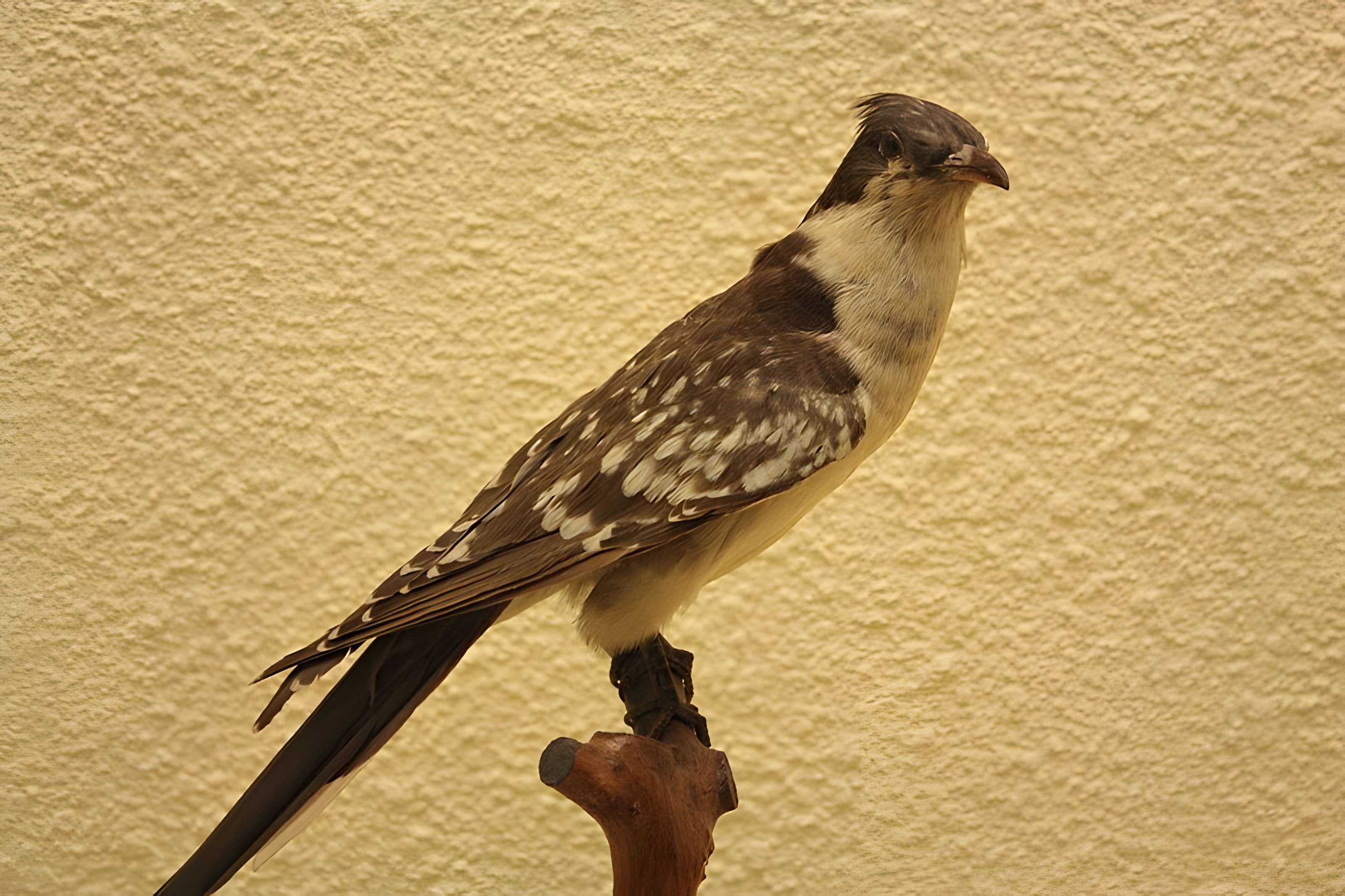 Museum d'Histoire naturelle de Perpignan
