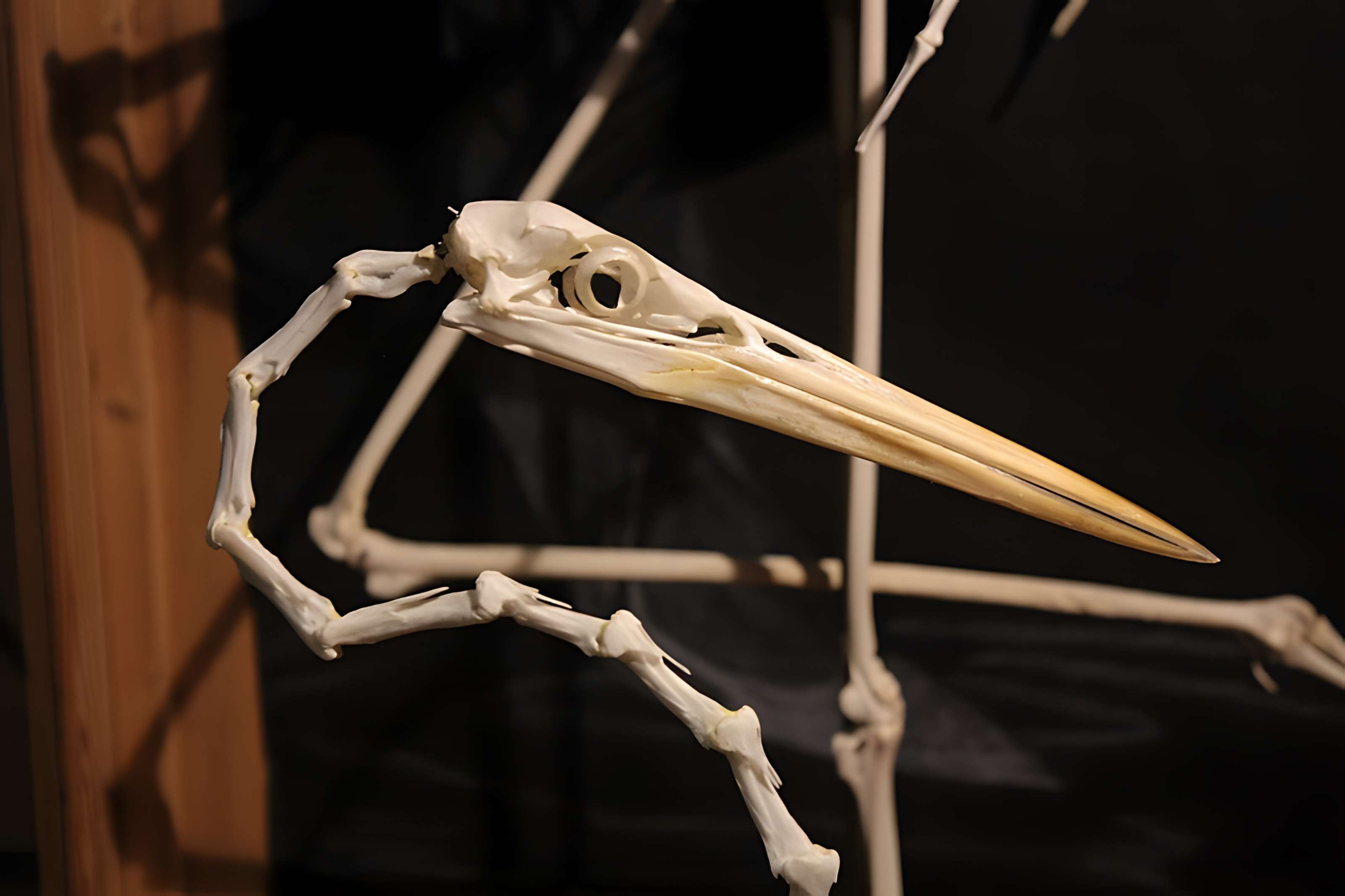 Museum d'Histoire naturelle de Perpignan