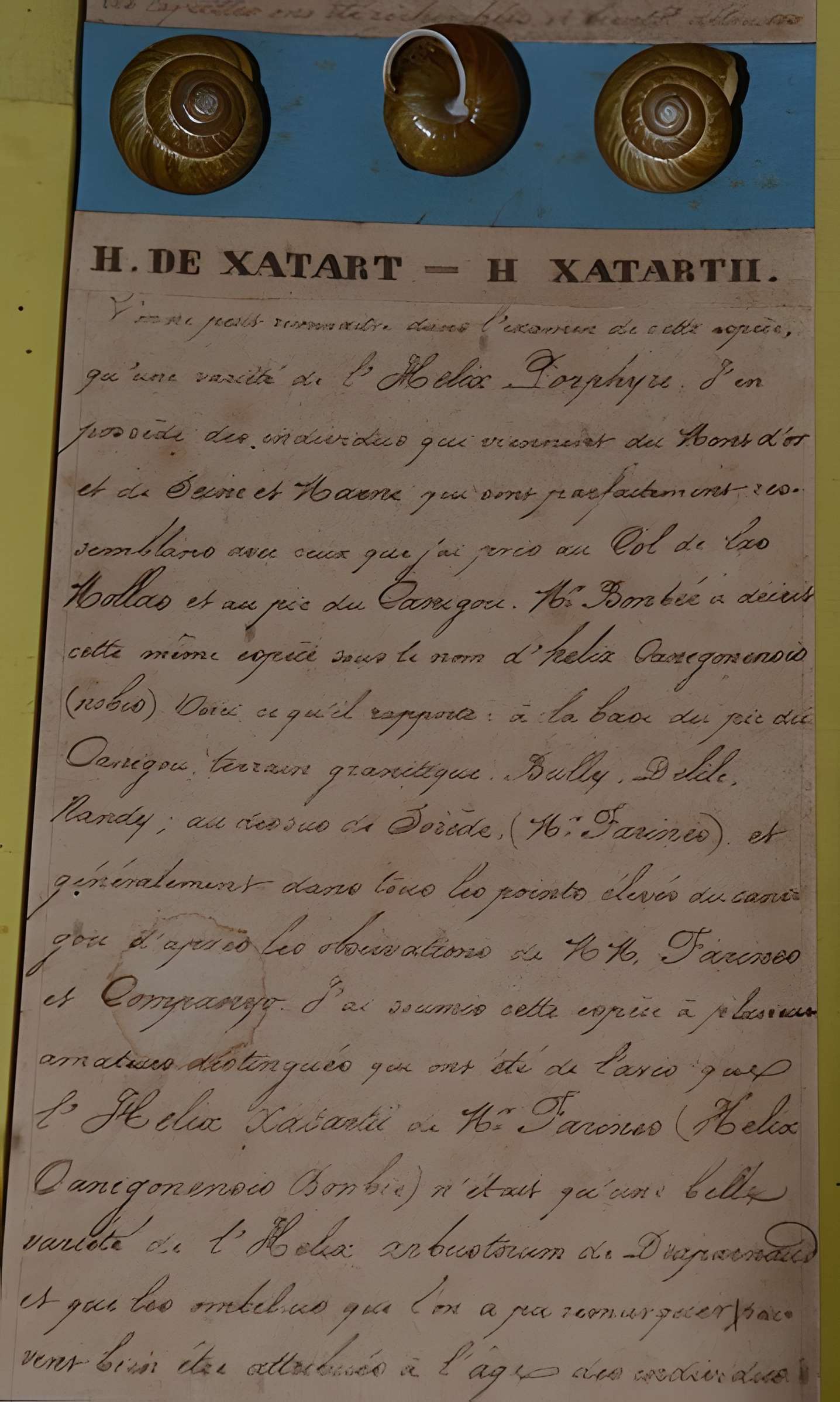 Museum d'Histoire naturelle de Perpignan