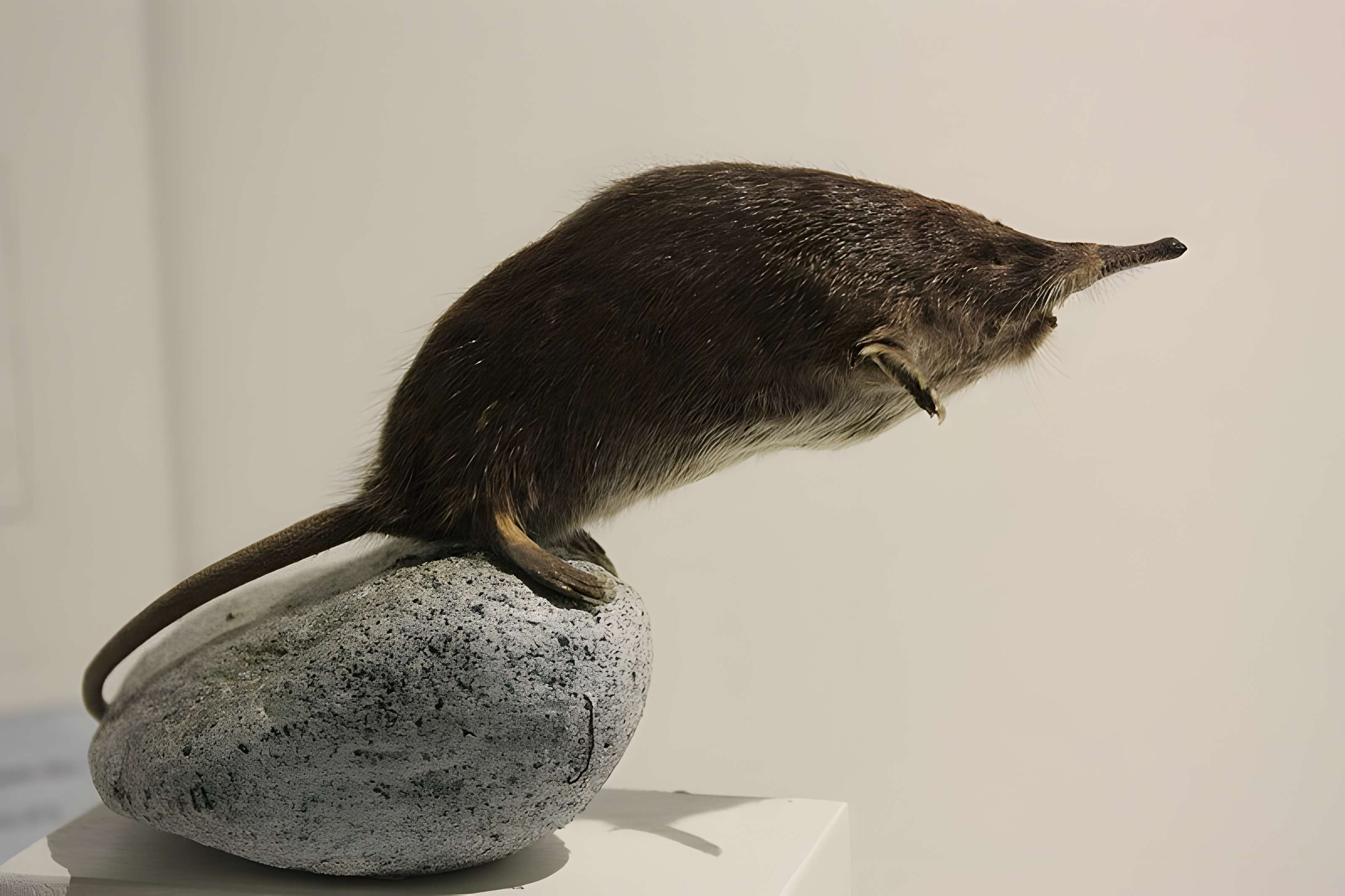 Museum d'Histoire naturelle de Perpignan