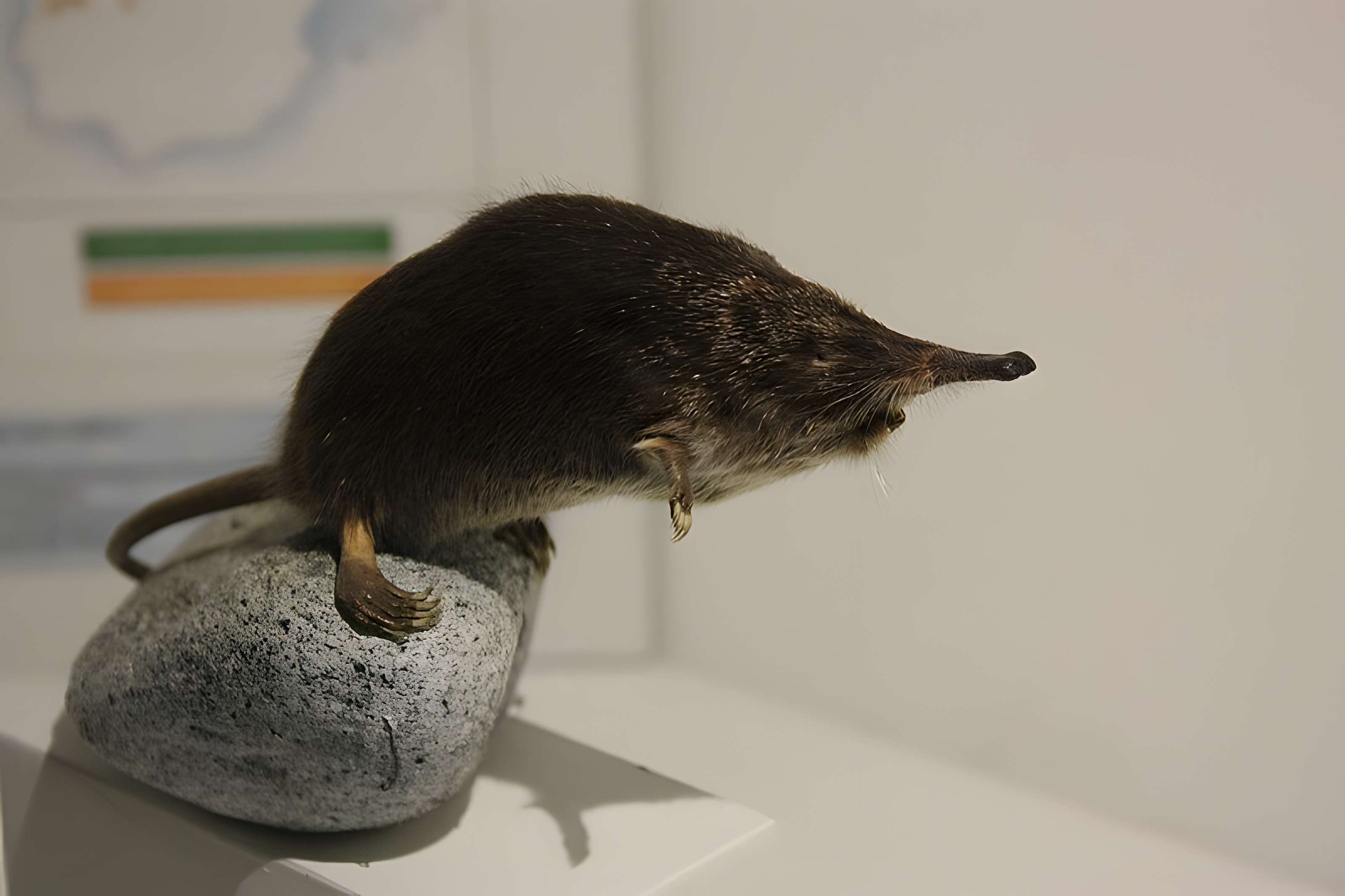 Museum d'Histoire naturelle de Perpignan