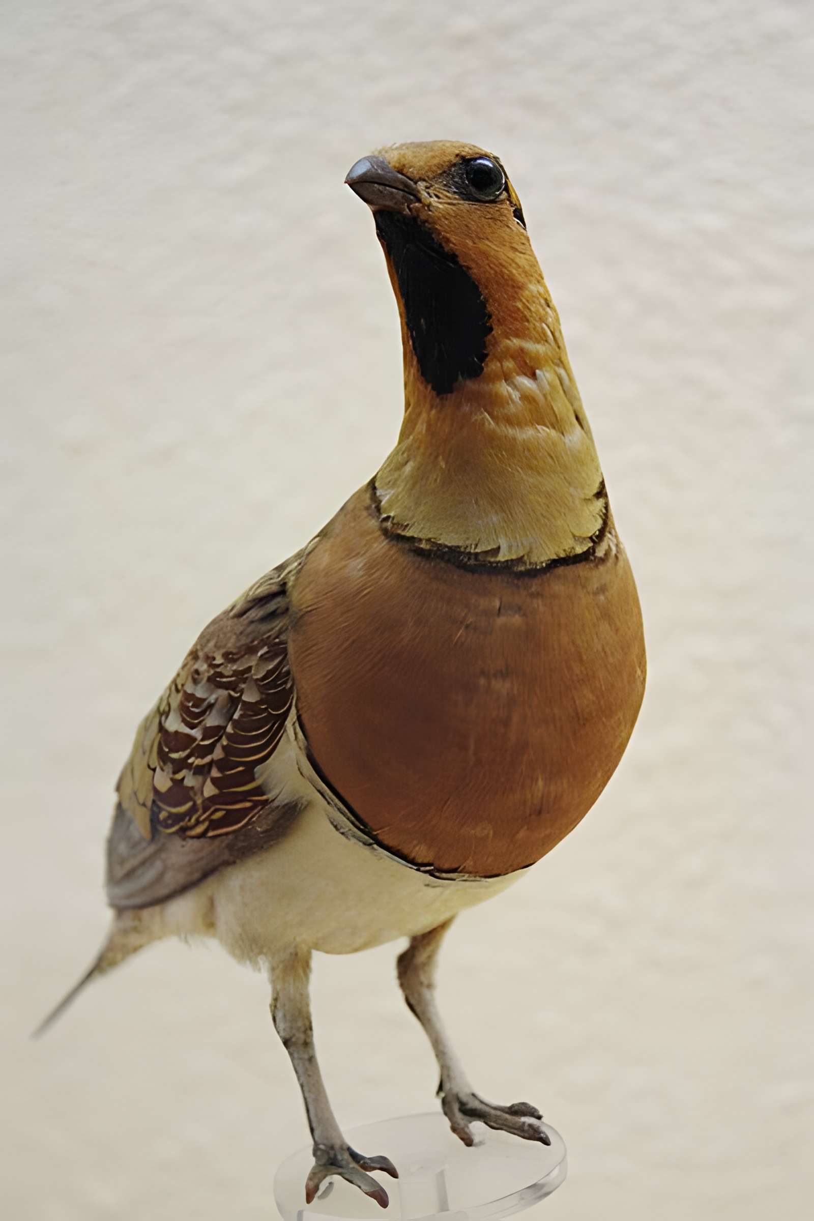 Museum d'Histoire naturelle de Perpignan