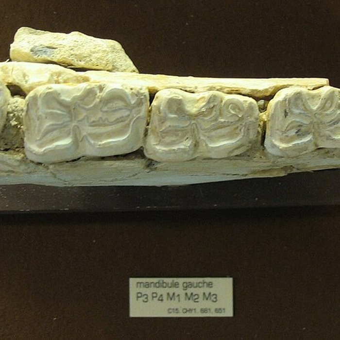 Photo de Musée de Tautavel : Centre européen de la Préhistoire