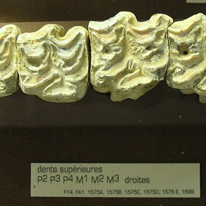 Photo de Musée de Tautavel : Centre européen de la Préhistoire