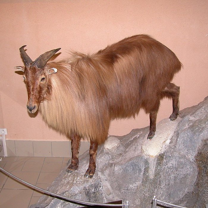 Photo de Musée de Tautavel : Centre européen de la Préhistoire