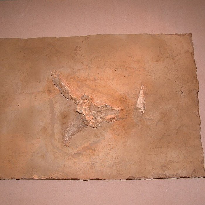 Photo de Musée de Tautavel : Centre européen de la Préhistoire