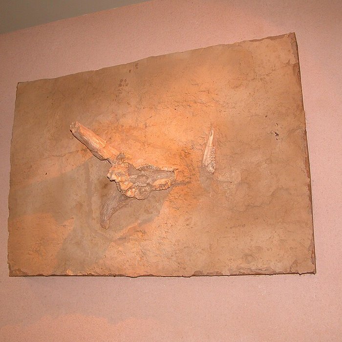 Photo de Musée de Tautavel : Centre européen de la Préhistoire