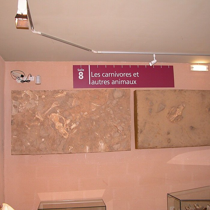 Photo de Musée de Tautavel : Centre européen de la Préhistoire