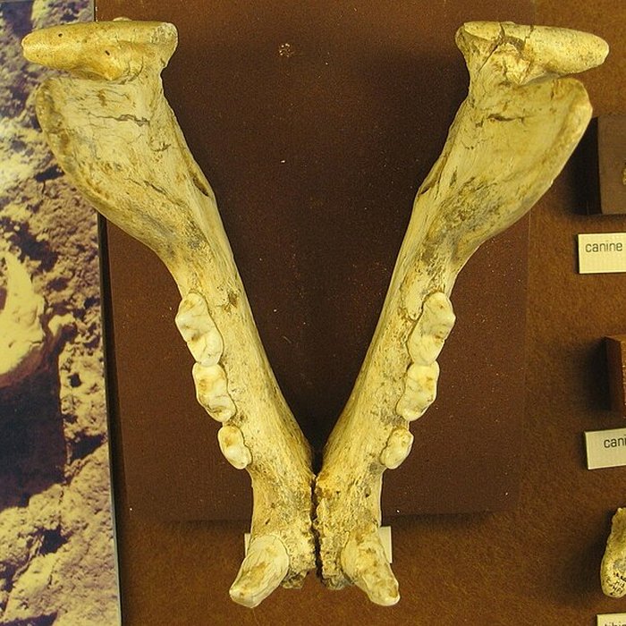 Photo de Musée de Tautavel : Centre européen de la Préhistoire