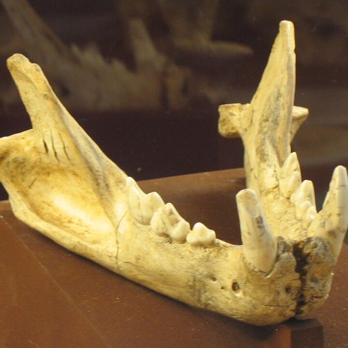 Photo de Musée de Tautavel : Centre européen de la Préhistoire