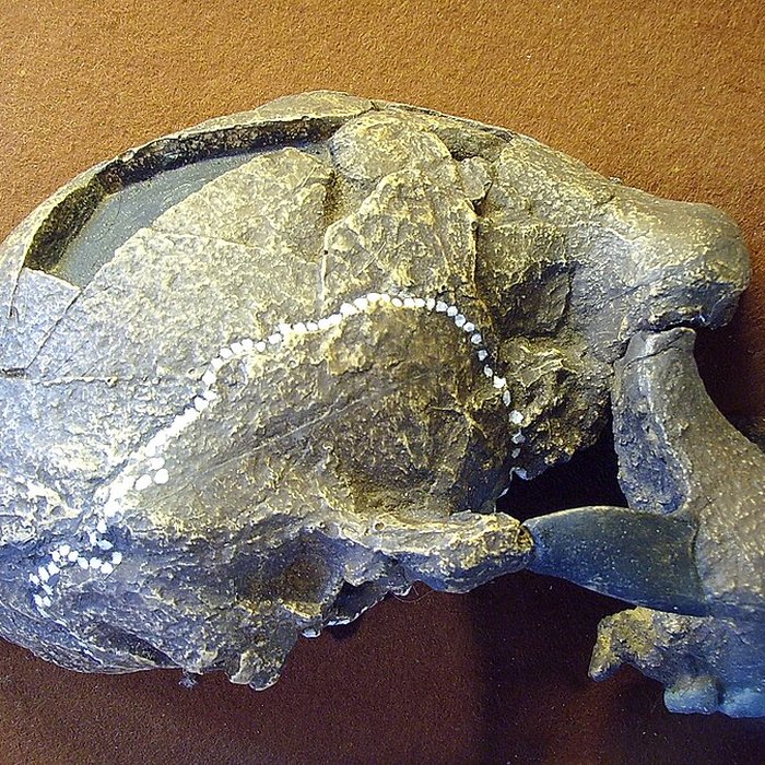 Photo de Musée de Tautavel : Centre européen de la Préhistoire