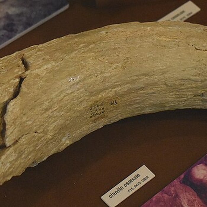 Photo de Musée de Tautavel : Centre européen de la Préhistoire