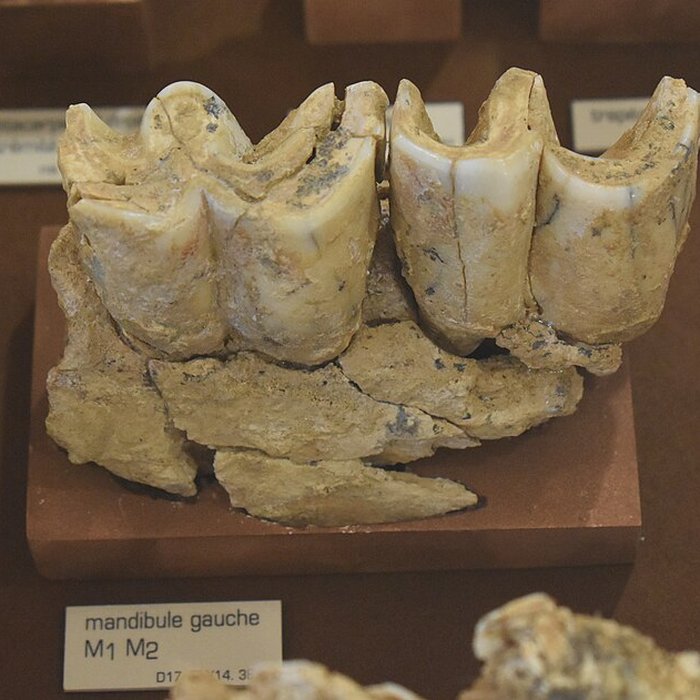 Photo de Musée de Tautavel : Centre européen de la Préhistoire