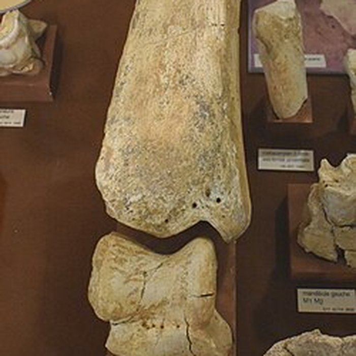 Photo de Musée de Tautavel : Centre européen de la Préhistoire