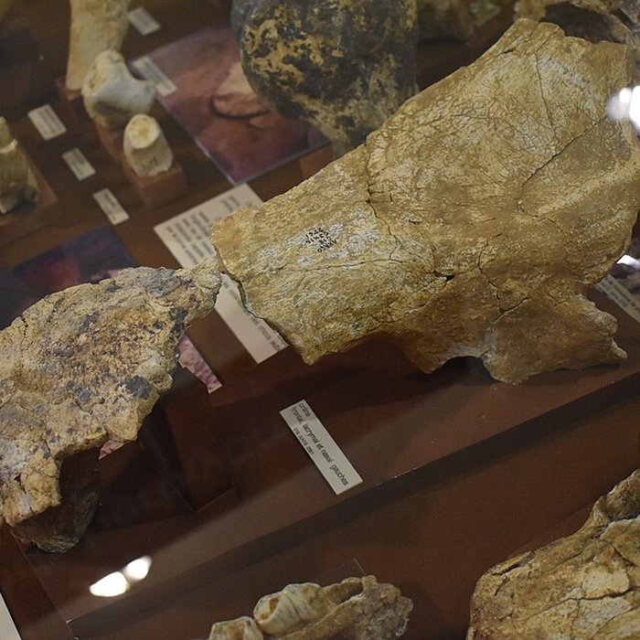 Photo de Musée de Tautavel : Centre européen de la Préhistoire